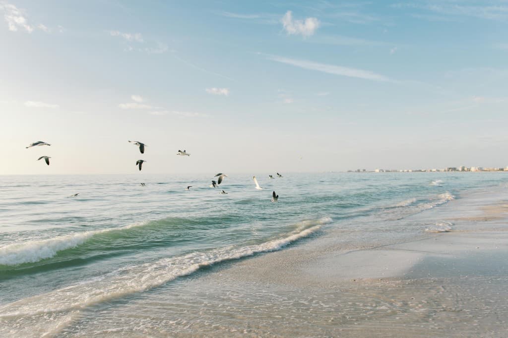 Gentle waves rolling onto a Florida beach with seagulls flying over the shoreline on a sunny day.