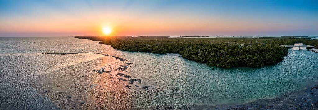 Florida mangrove coastline and habitat.