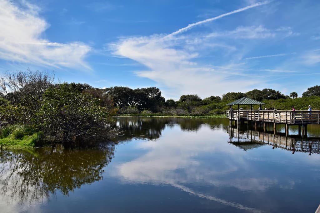 Florida wetland boardwalk through green coastal habitat.