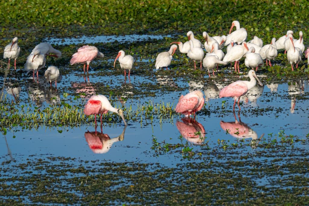 Roseate spoonbills and white ibises wading in a Florida wetland with shallow water, reflections, and green aquatic plants.