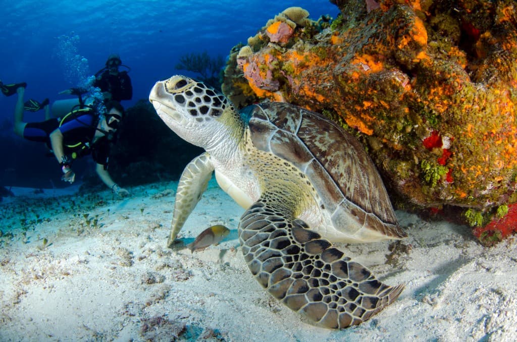 Florida sea turtle swimming near a coral reef with tropical fish and scuba divers in clear blue water.