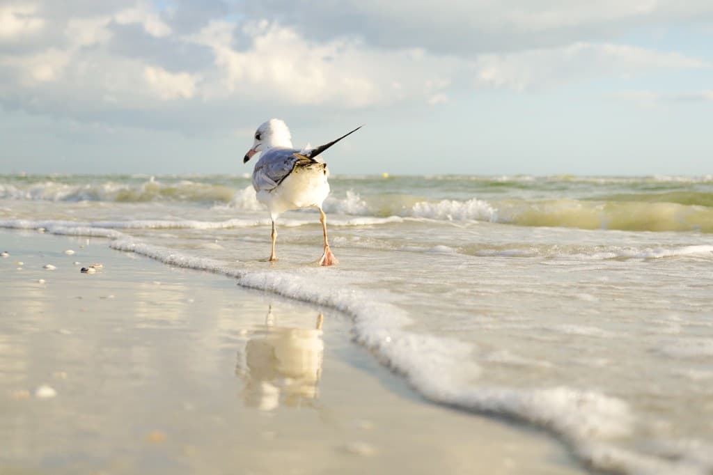 Florida shorebird walking along the shoreline with gentle waves, wet sand, and soft coastal light.